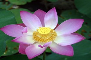 lotus2_small